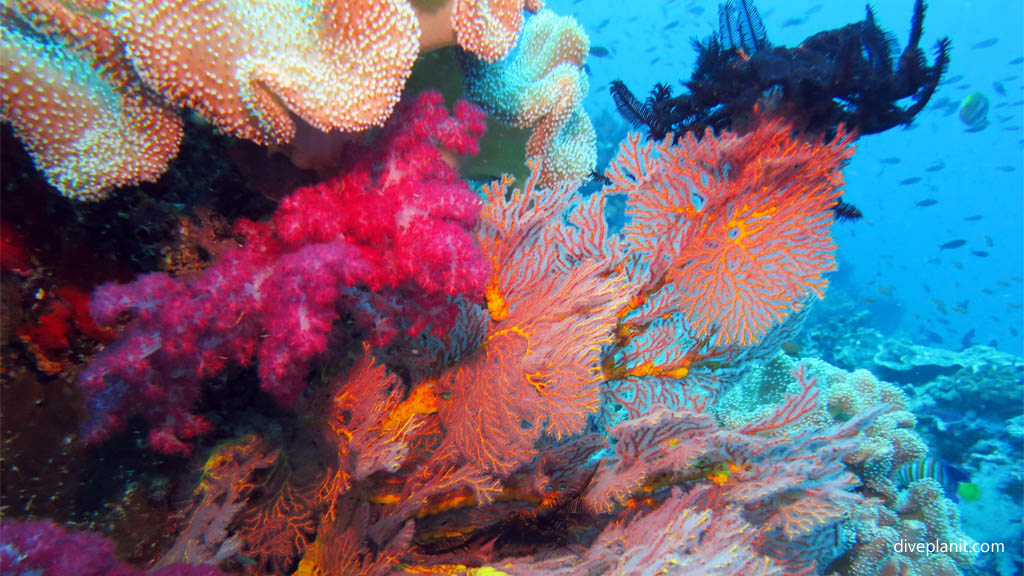 Mixture of corals at Rainbows End diving Taveuni Rainbow Reef Fiji Islands by Diveplanit