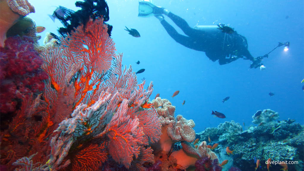 Fans soft coral diver at Rainbows End diving Taveuni Rainbow Reef Fiji Islands by Diveplanit