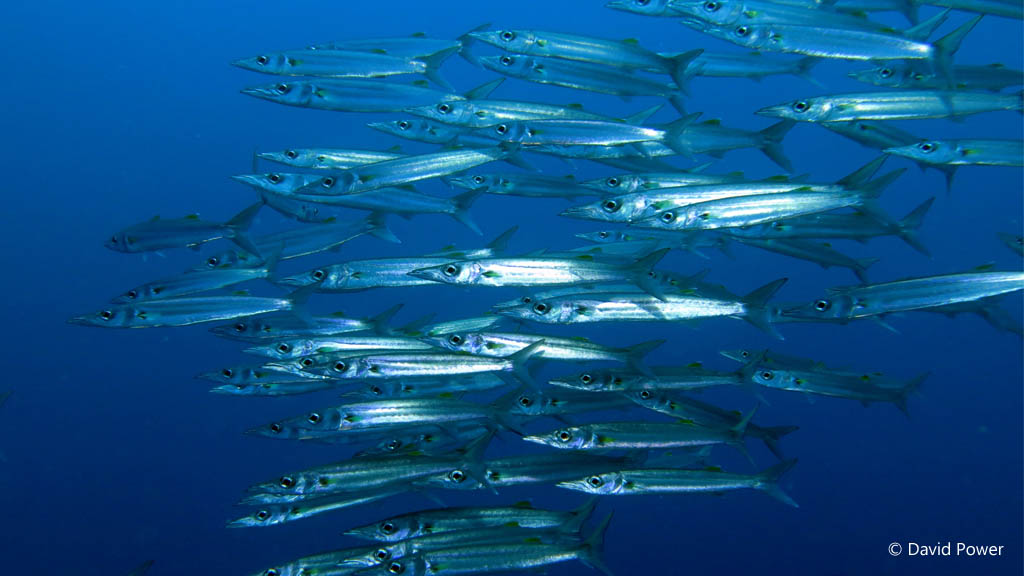 School of barracuda diving Karumolun Point at Russell Islands Solomon Islands by David Power