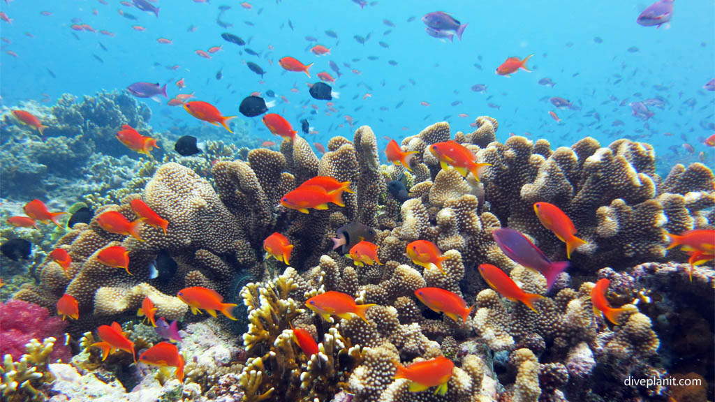 Orange anthias above pocillopora at Rainbows End diving Taveuni Rainbow Reef Fiji Islands by Diveplanit