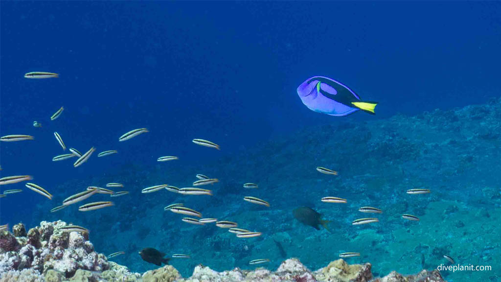 Dory the blue Tang at Kuba West diving Kerama Okinawa Japan by Diveplanit