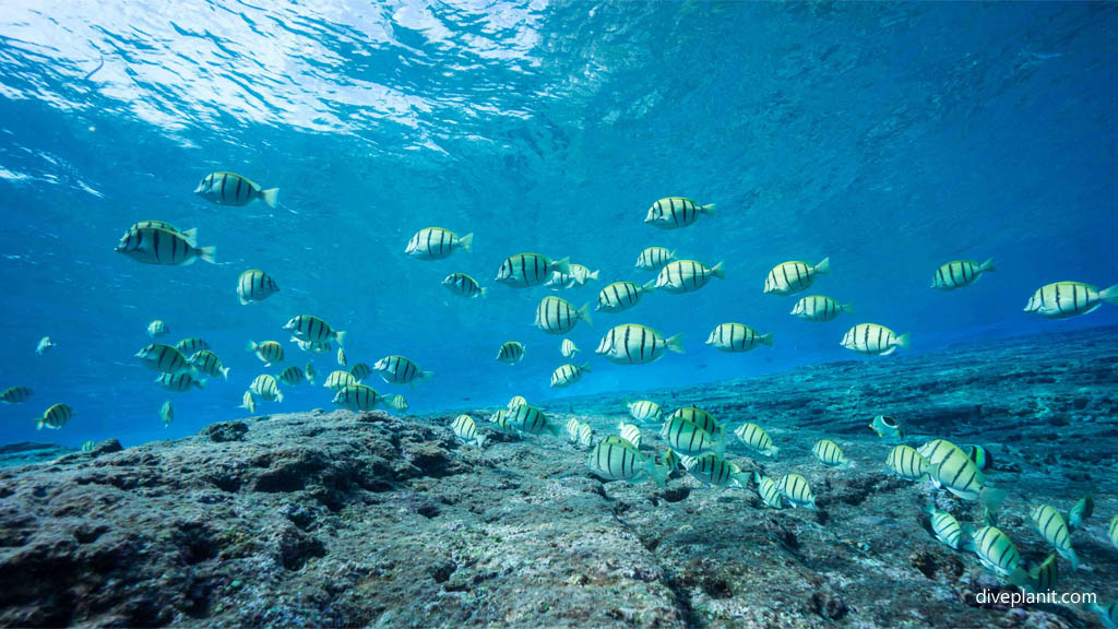 Convict surgeons keep the monument clean at Monument diving Yonaguni Okinawa Japan by Diveplanit