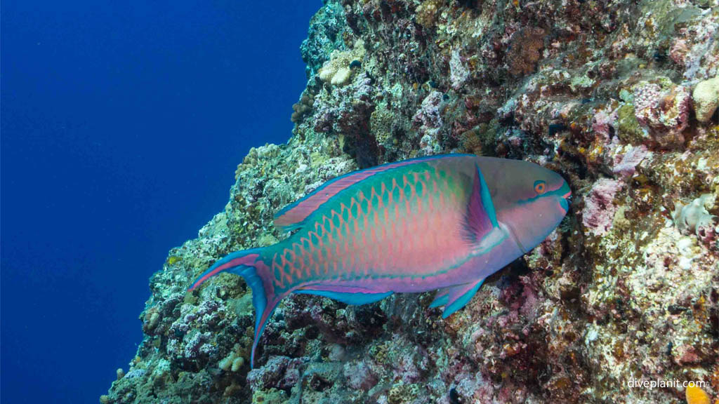 Colourful parrotfish at Kuba West diving Kerama Okinawa Japan by Diveplanit