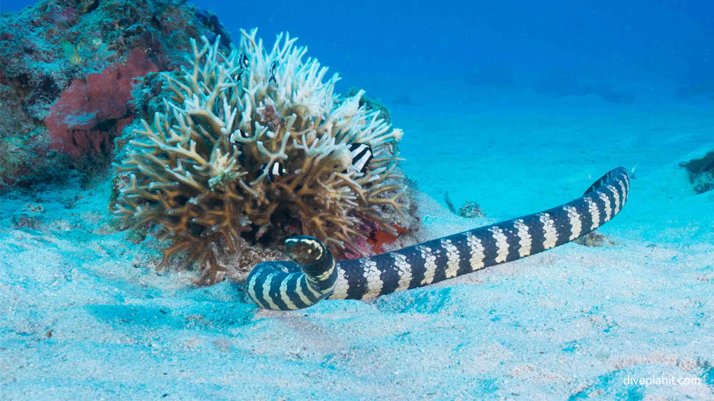 Banded sea snake at Siru diving Kerama Okinawa Japan by Diveplanit
