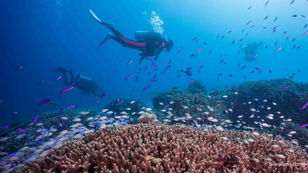 Divers over the reef at Siru diving Kerama Okinawa Japan by Diveplanit