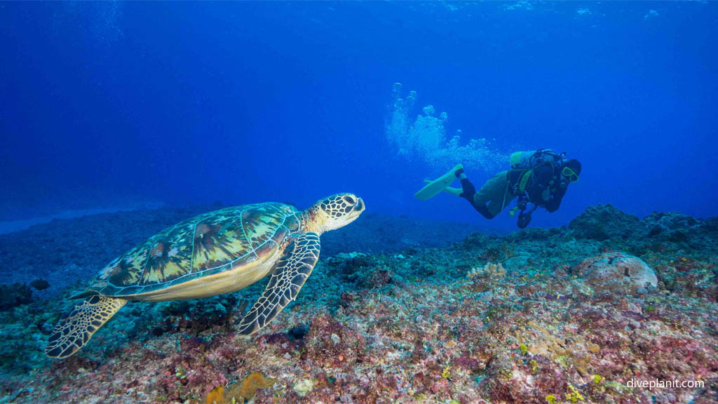 Turtle with diver at Ippon Ishi diving Yonaguni Okinawa Japan by Diveplanit