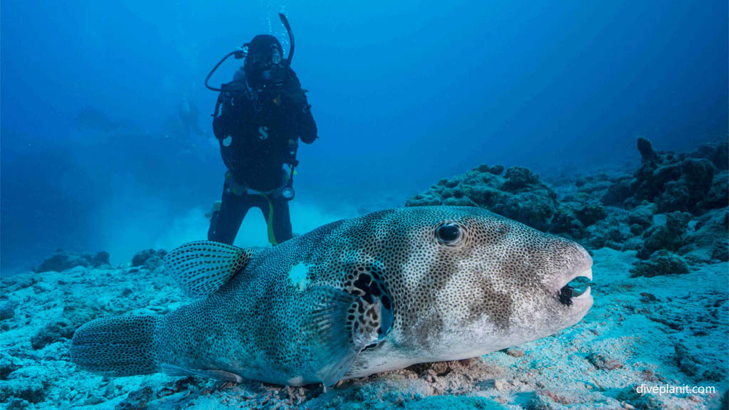 Star pufferfish with diver at Oozone diving Kerama Okinawa Japan by Diveplanit