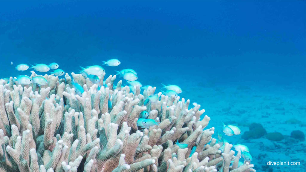 Pretty coral head at Siru diving Kerama Okinawa Japan by Diveplanit