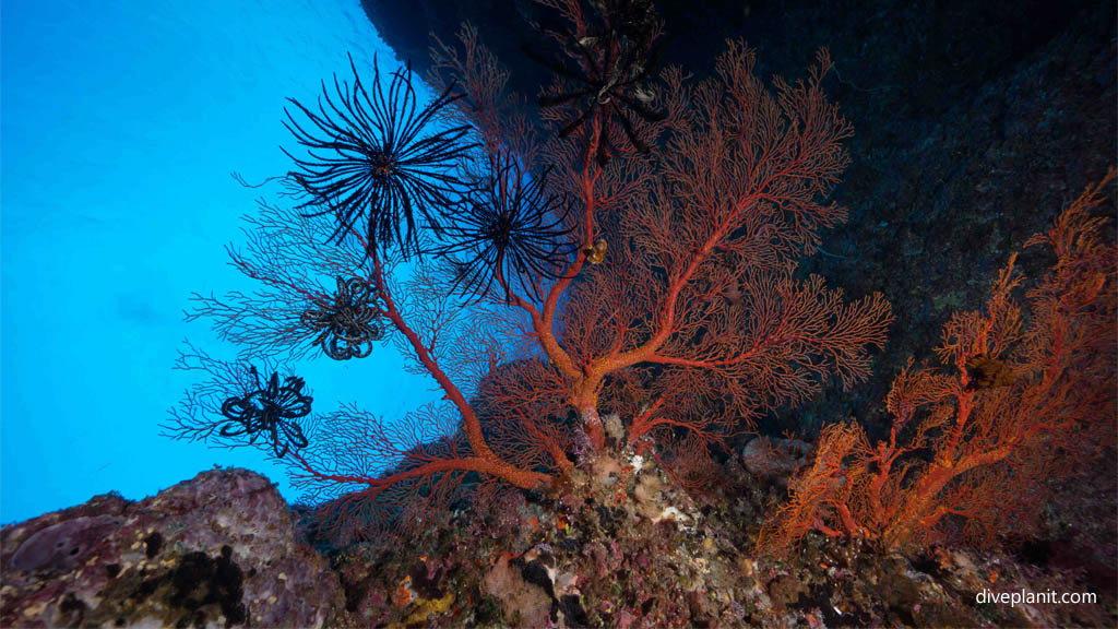 Featherstars on the seafan at Ippon Ishi diving Yonaguni Okinawa Japan Diveplanit 2627