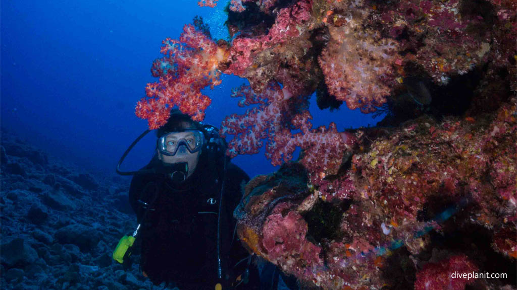 Diver with soft corals at Triple Stones diving Kerama Okinawa Japan by Diveplanit