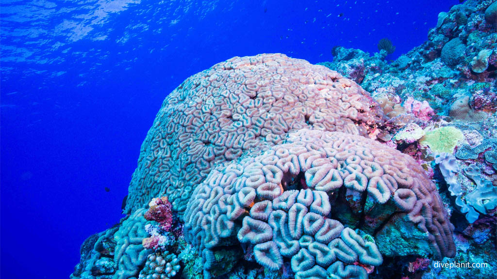 Hard corals in clear water at Triple Stones diving Kerama Okinawa Japan by Diveplanit