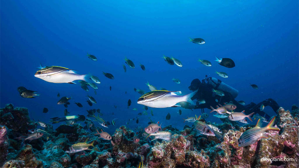 Bridled monocle bream at Oozone diving Kerama Okinawa Japan by Diveplanit