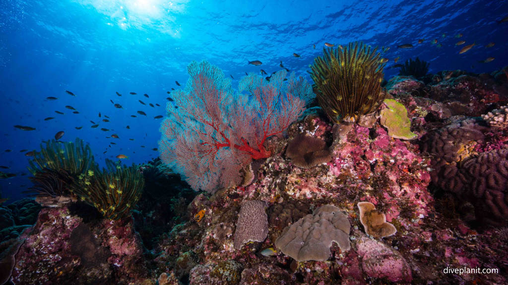 Seafans and Featherstars at Triple Stones diving Kerama Okinawa Japan by Diveplanit