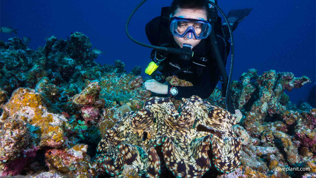 Diver with giant clam at Oozone diving Kerama Okinawa Japan by Diveplanit