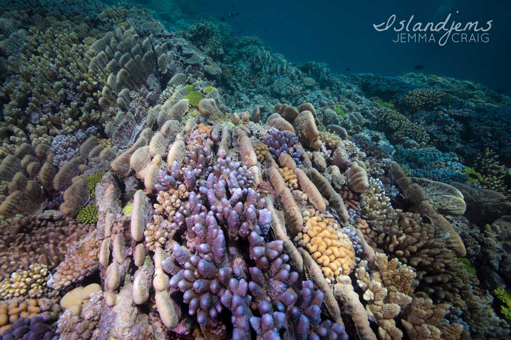 Raine Reef - Life on the Great Barrier Reef with Mike Ball Dive Expeditions