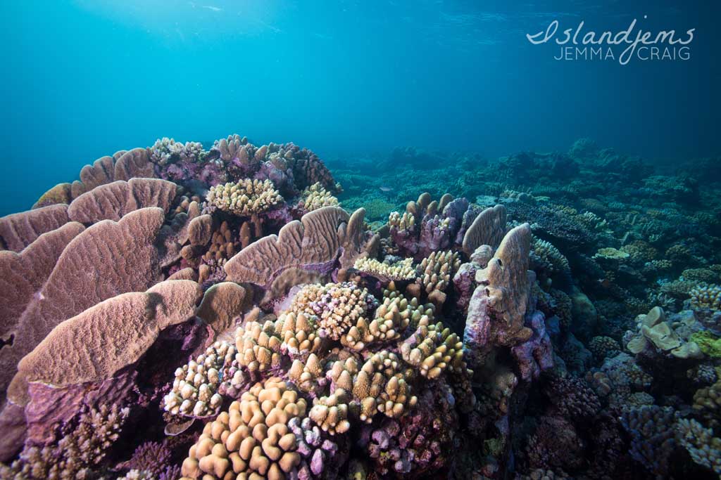 Raine Reef - Life on the Great Barrier Reef with Mike Ball Dive Expeditions