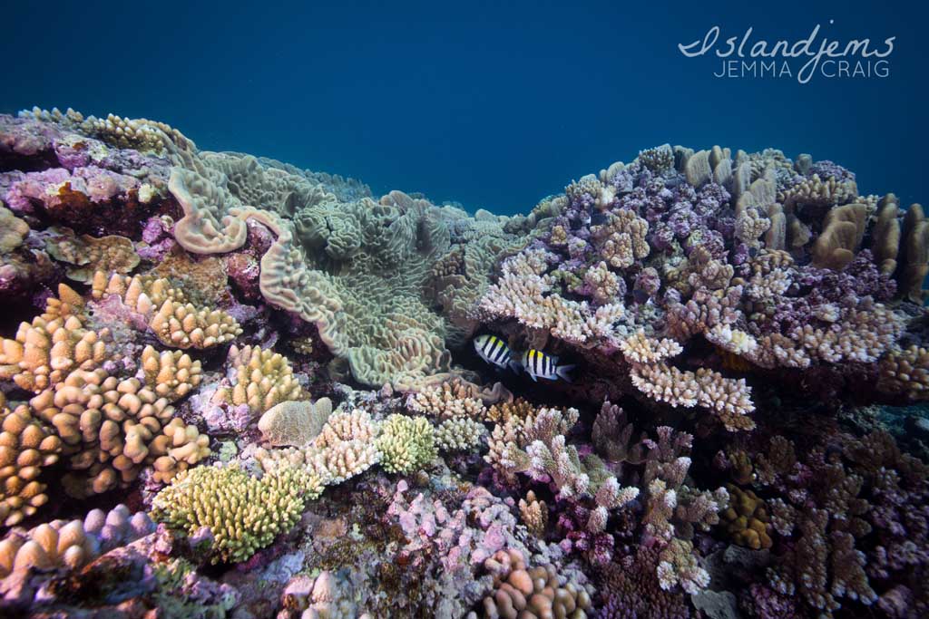 Raine Reef - Life on the Great Barrier Reef with Mike Ball Dive Expeditions