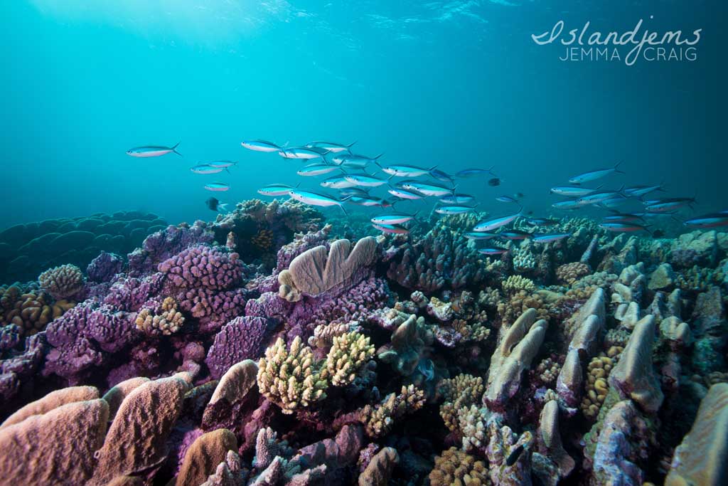 Raine Reef - Life on the Great Barrier Reef with Mike Ball Dive Expeditions