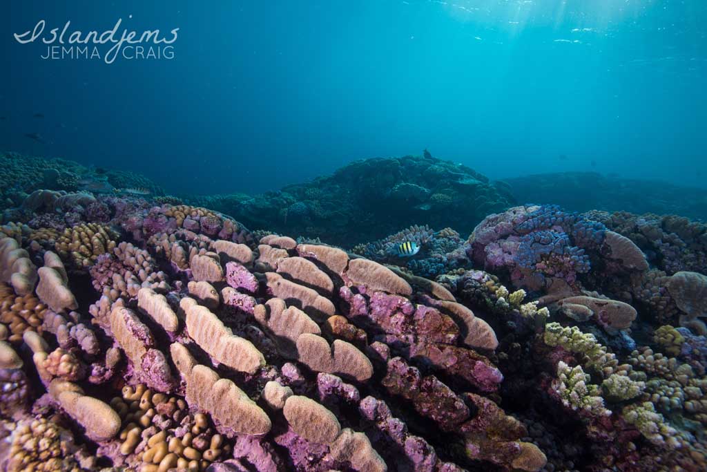 Raine Reef - Life on the Great Barrier Reef with Mike Ball Dive Expeditions