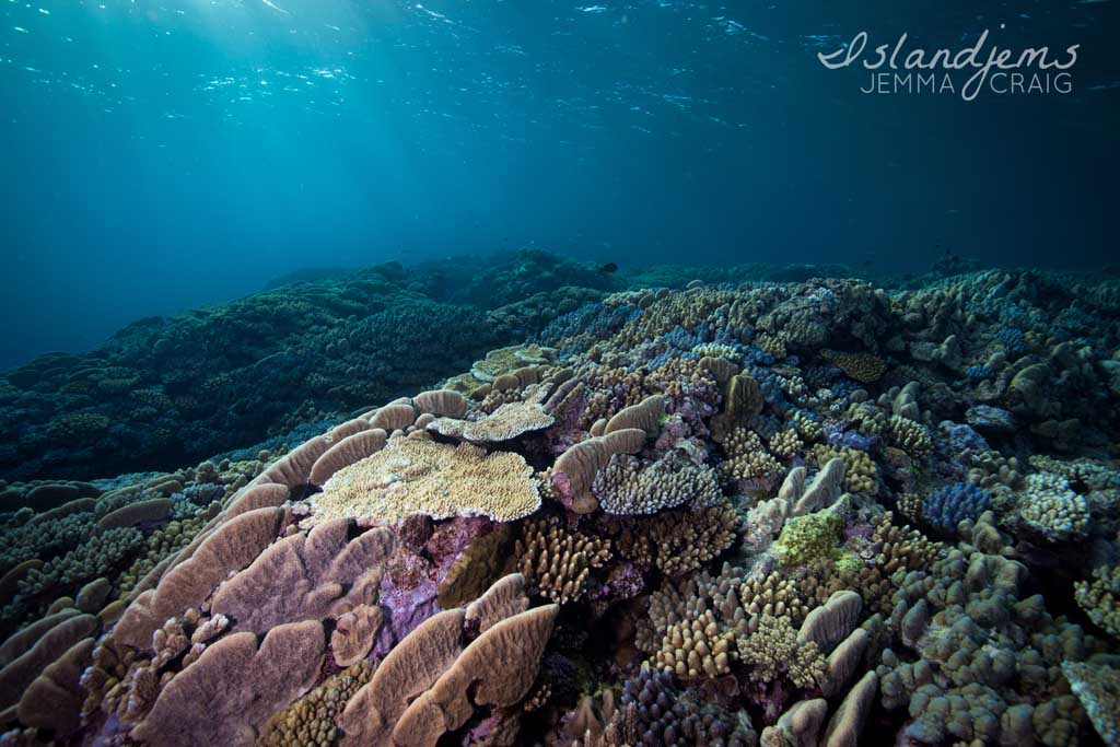 Raine Reef - Life on the Great Barrier Reef with Mike Ball Dive Expeditions