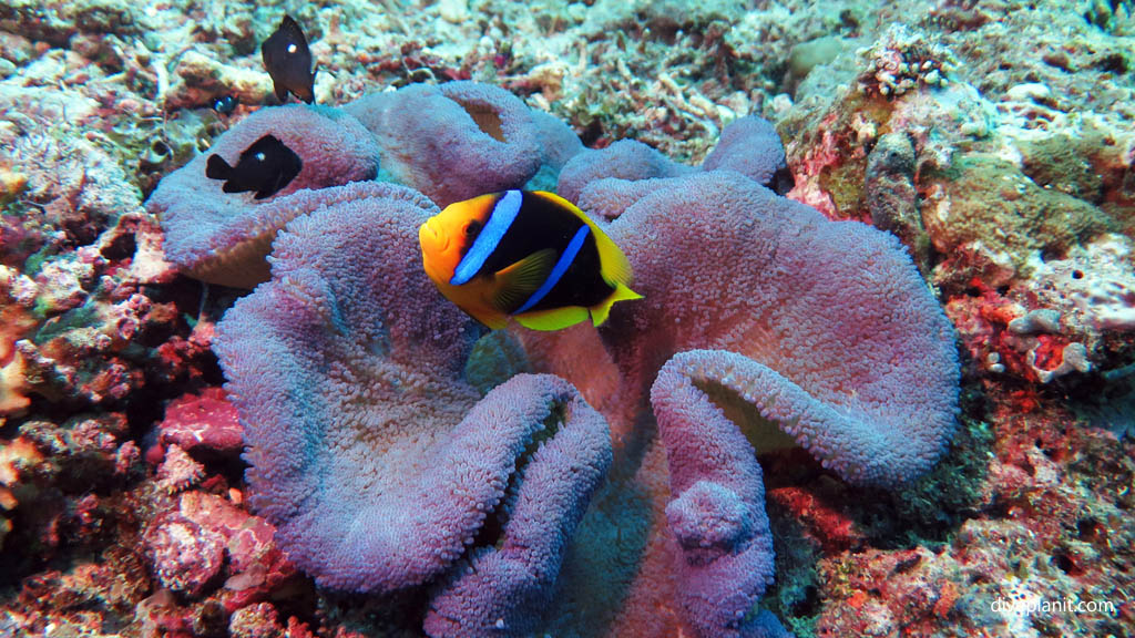 Blue striped Clarks in a blue anemone at The Ledge Rainbow Reef diving Taveuni Rainbow Reef Fiji Islands by Diveplanit