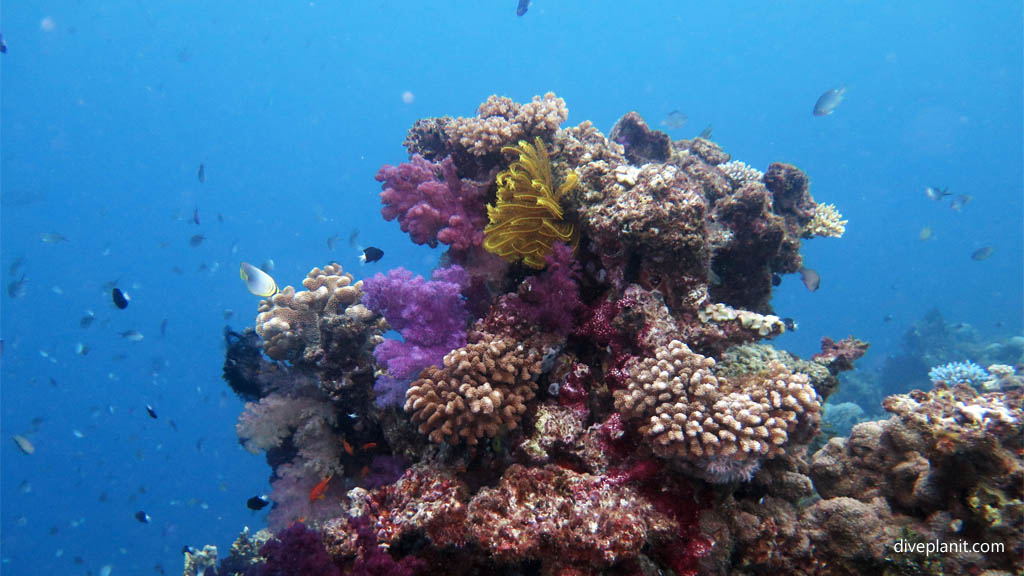 Hard & soft coral head at The Ledge Rainbow Reef diving Taveuni Rainbow Reef Fiji Islands by Diveplanit