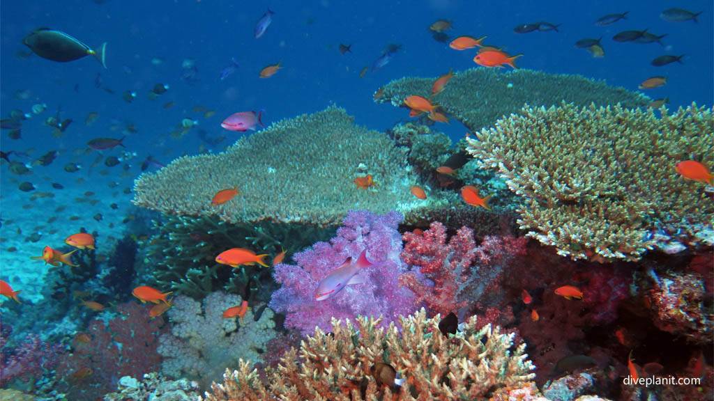 Typical reef scene at Rainbows End diving Taveuni Rainbow Reef Fiji Islands by Diveplanit