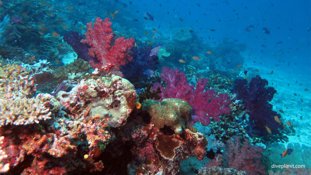 Typical reef scene with small fish at Rainbows End diving Taveuni Rainbow Reef Fiji Islands by Diveplanit