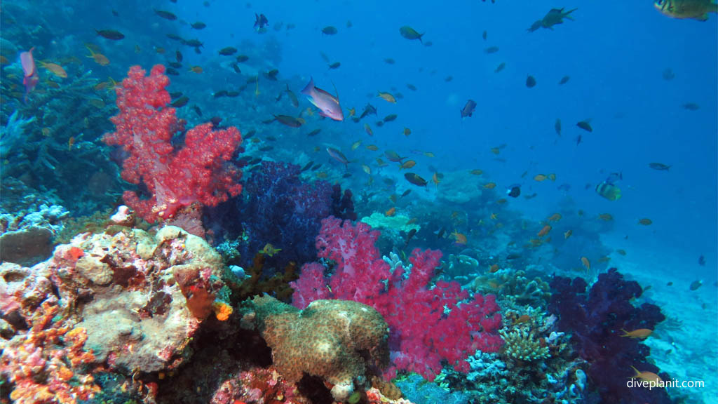 Typical reef scene with anthias at Rainbows End diving Taveuni Rainbow Reef Fiji Islands by Diveplanit