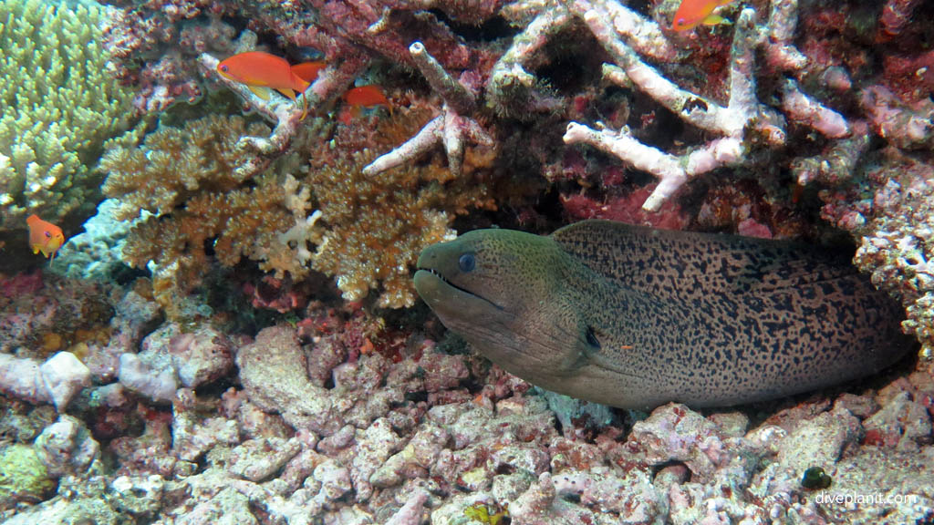 Moray well out at Rainbows End diving Taveuni Rainbow Reef Fiji Islands by Diveplanit