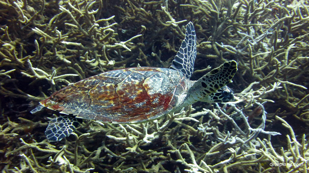 Hawksbill turtle departs diving Karumolun Point at Russell Islands Solomon Islands by Diveplanit