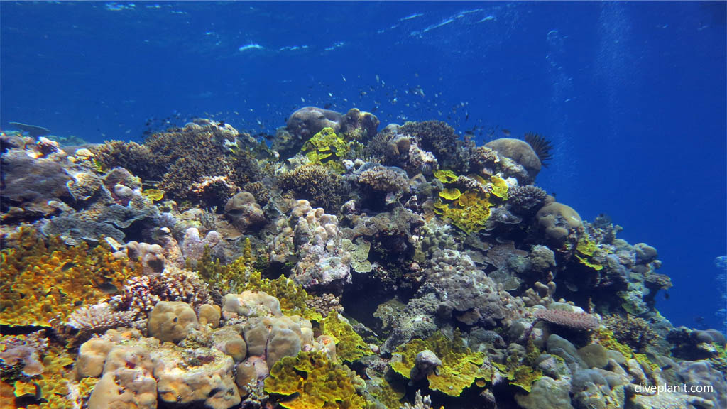 The bommie below diving Mirror Pond at Russell Islands Solomon Islands by Diveplanit