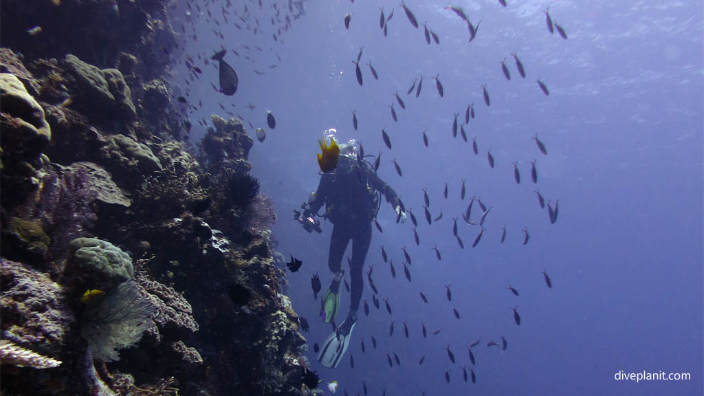 Fish faced dive in silhouette on the wall diving Leru Cut at Russell Islands Solomon Islands by Diveplanit