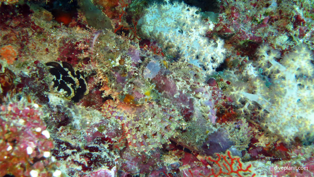 Scorpionfish diving Leru Cut at Russell Islands Solomon Islands by Diveplanit