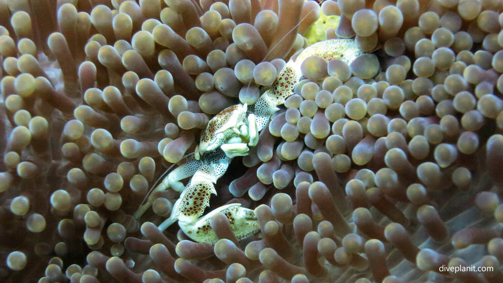 Spotted Porcelaine crab diving Batcave at Russell Islands Solomon Islands by Diveplanit