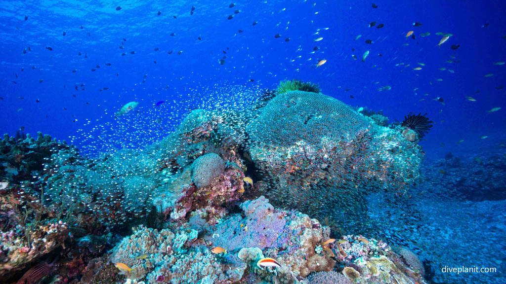 Marine scape at Kerama Diving Okinawa Japan by Diveplanit