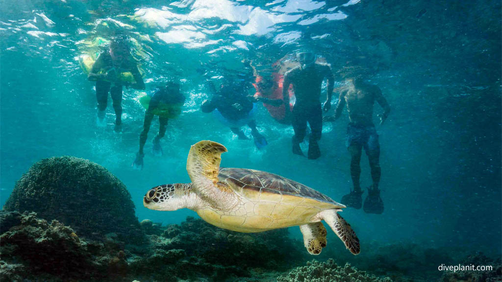 Snorkellers with turtle at Kerama Okinawa Japan by Diveplanit