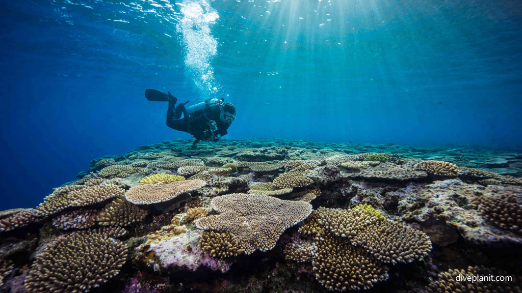 Scuba Diving Okinawa