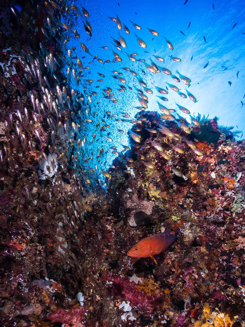 Looking for best diving visibility in the world? It’s the first question: what was the vis like? And always the first thing we rave about: Vis was amazing!