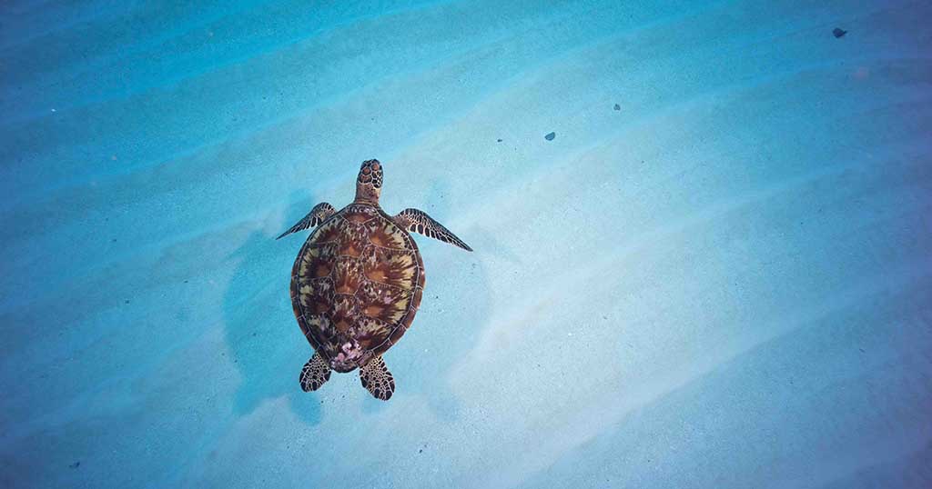 1527-Turtle-below-over-the-sand-at-Ippon-Ishi-diving-Yonaguni-Okinawa-Japan-Diveplanit-1527 web