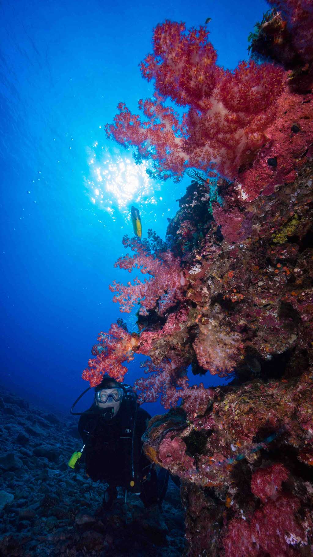 Looking for best diving visibility in the world? It’s the first question: what was the vis like? And always the first thing we rave about: Vis was amazing!