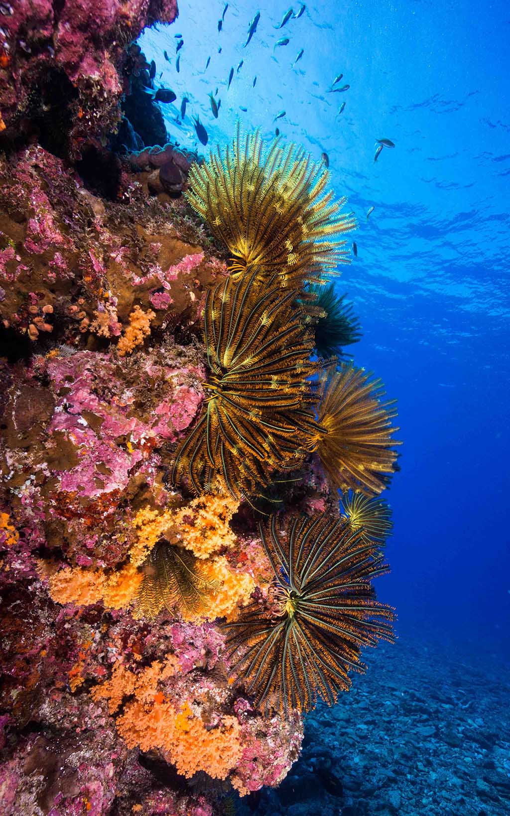 Looking for best diving visibility in the world? It’s the first question: what was the vis like? And always the first thing we rave about: Vis was amazing!