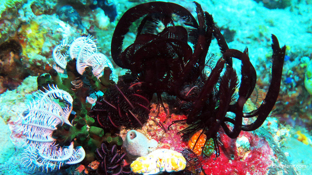 Cluster-of-featherstars-on-a-coral-mound-diving-Machiko-Point-near-Bangka-Island-at-Thalassa-Dive-Resort-North-Sulawesi-Indonesia-Diveplanit-6793