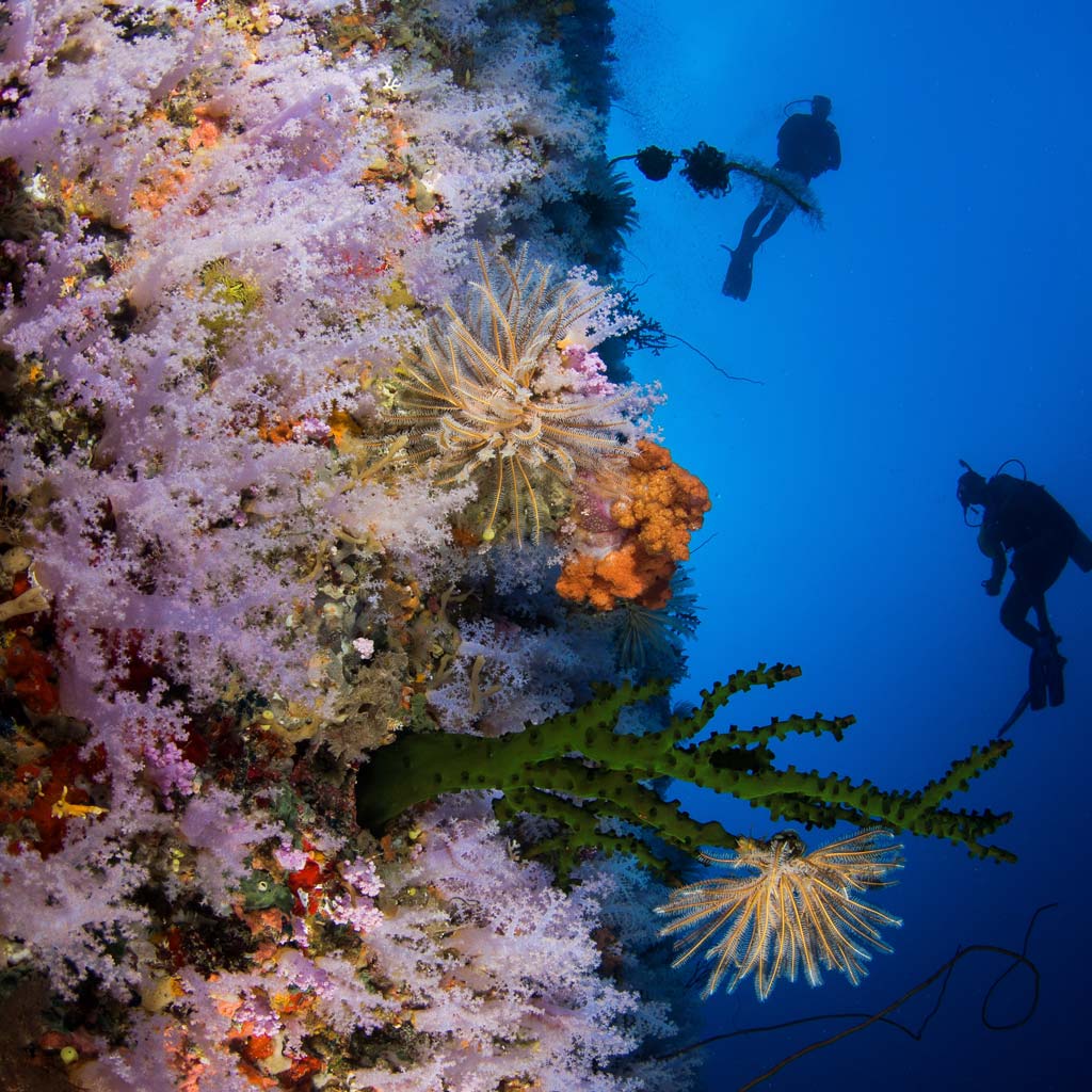 Diveplanit's Influential underwater photographers Heather Sutton
