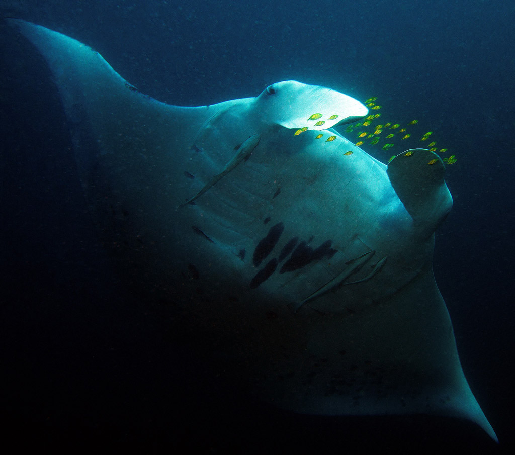 Diveplanit's Influential underwater photographers Heather Sutton