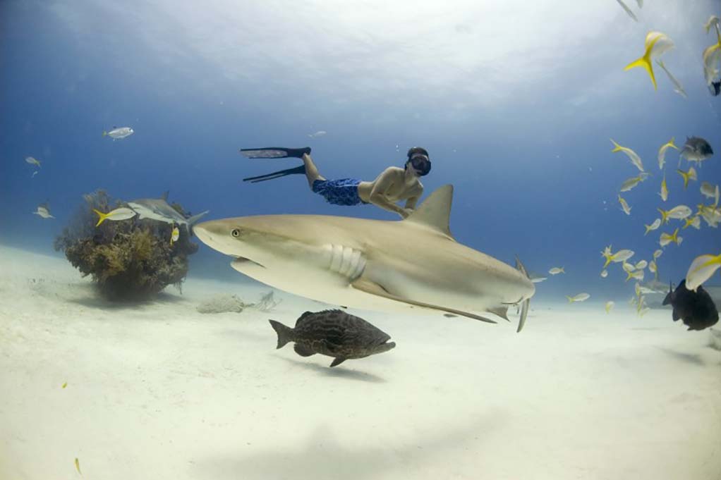 Rob stewart freediving with shark