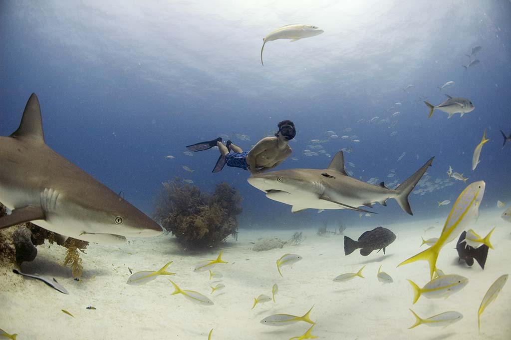 rob stewart free diving with sharks in the bahamas