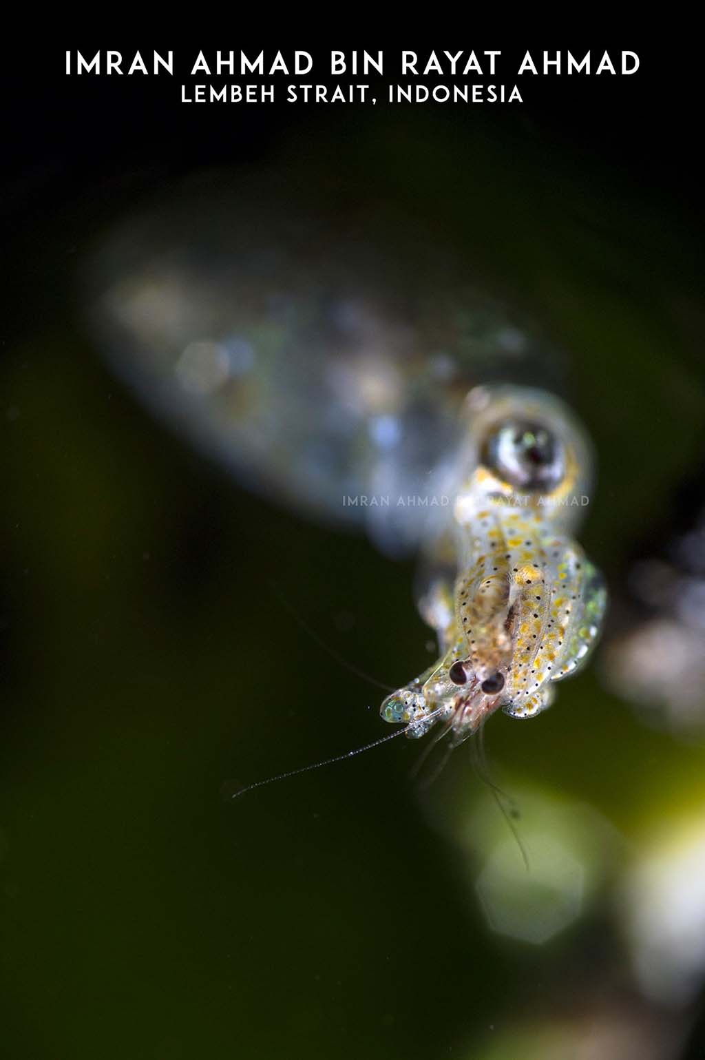 Octopus & shrimp, Lembeh Strait, Indonesia octopus by Imran Ahmed