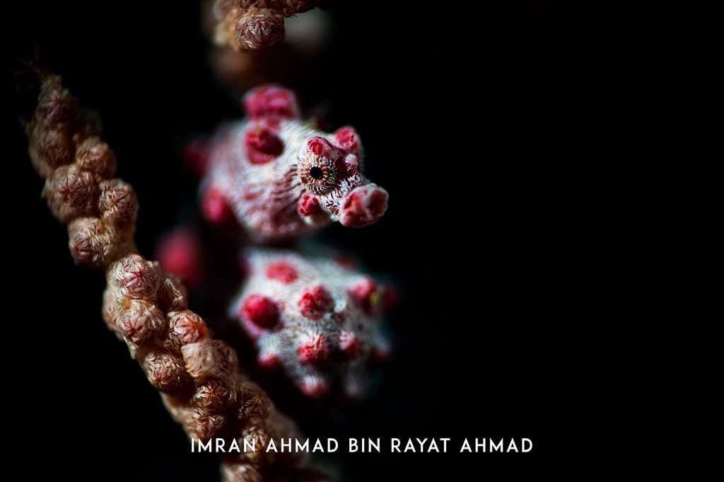 Pygmy seahorse, Lembeh Strait, Indonesia by Imran Ahmed