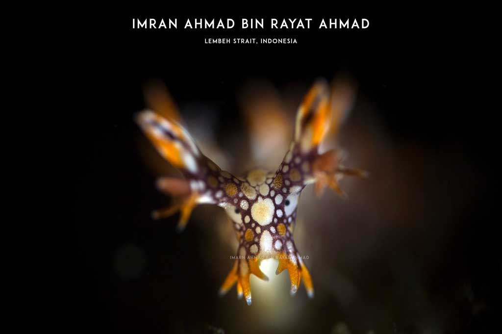 Nudibranch, Lembeh Strait, Indonesia by Imran Ahmed